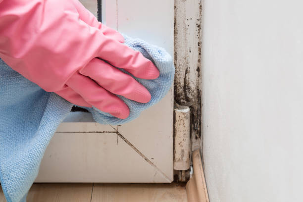 Best Commercial Mold Inspection  in Blue Rapids, KS